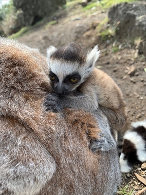 伊豆シャボテン動物公園