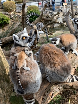 伊豆シャボテン動物公園