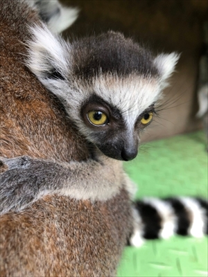 伊豆シャボテン動物公園