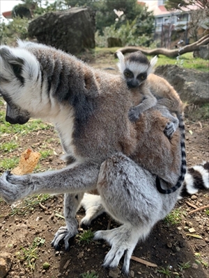 伊豆シャボテン動物公園