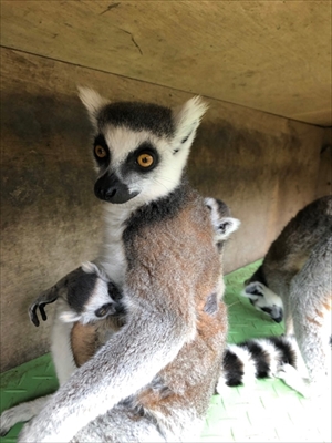 伊豆シャボテン動物公園