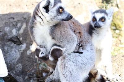伊豆シャボテン動物公園