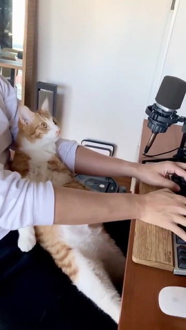 リモート 猫