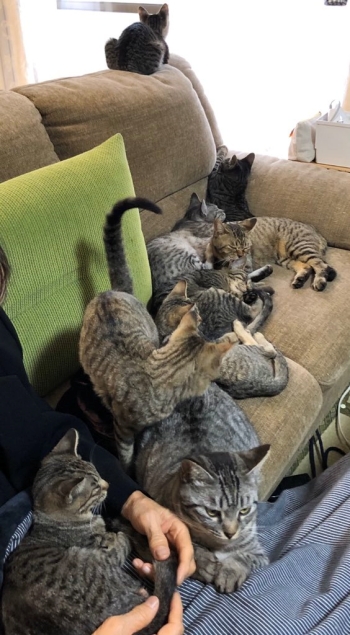 膝のり猫ちゃん