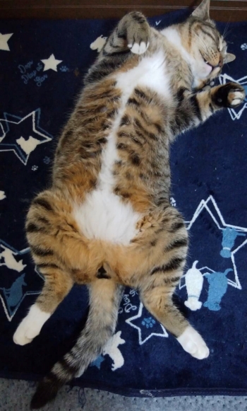 お腹丸出しの猫ちゃん