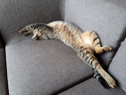 のらねこ
