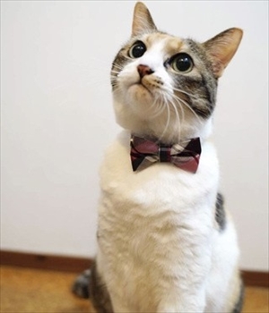 CAT　COLLAR