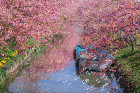 桜 写真 三重県 松阪市 笠松河津桜ロード きれい