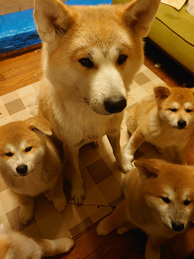勝次狼秋田犬さん
