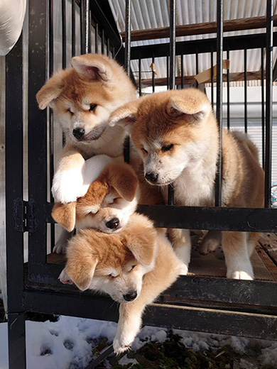 勝次狼秋田犬さん