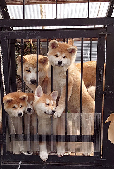 勝次狼秋田犬さん