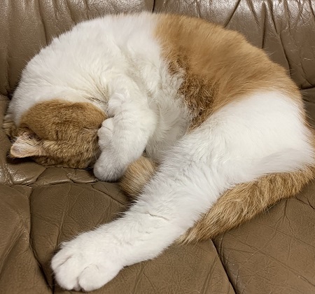 ペット手帳 ベストショット