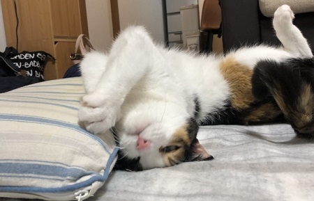 ペット手帳 ベストショット