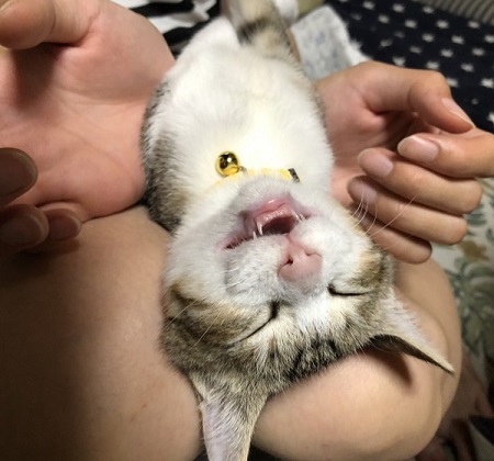 ペット手帳 ベストショット