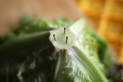 トマト 裏技 レタス 切り方