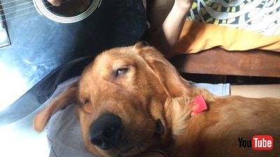 Dog Gets Drowsy