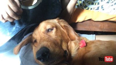 Dog Gets Drowsy