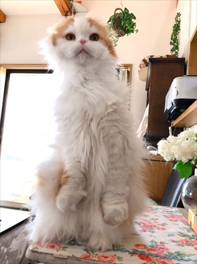 なめネコれおくんピーチくん