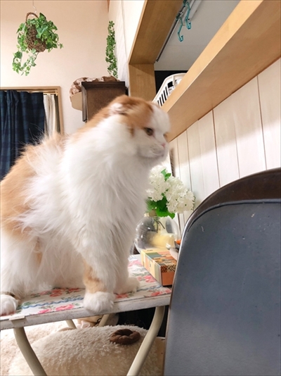 なめネコれおくんピーチくん