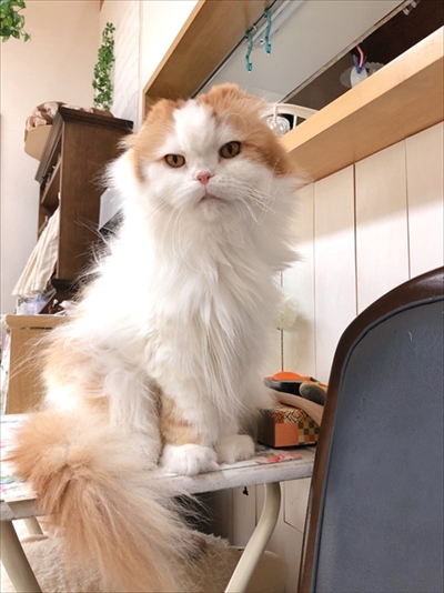 なめネコれおくんピーチくん