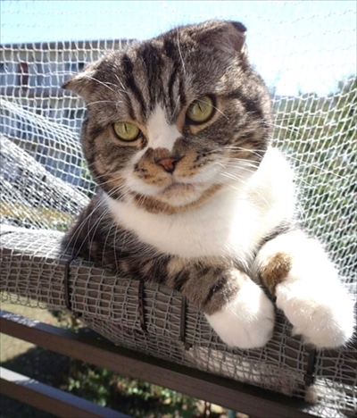 なめネコれおくんピーチくん