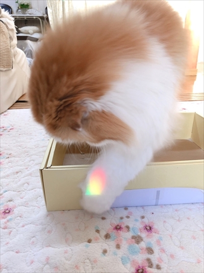 なめネコれおくんピーチくん