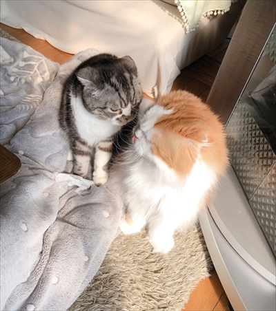 なめネコれおくんピーチくん