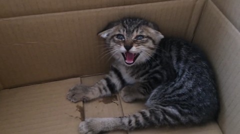 保護猫