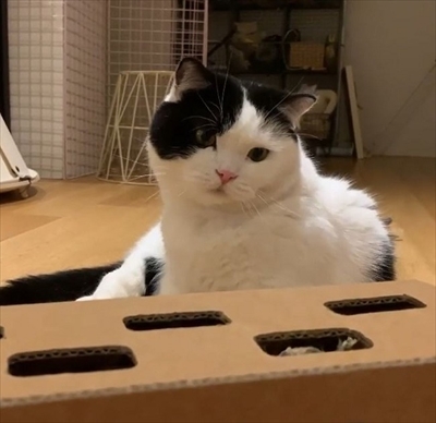 飛び出すオモチャで遊ぶ猫ちゃん