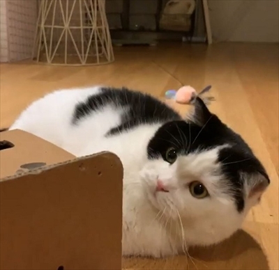 飛び出すオモチャで遊ぶ猫ちゃん
