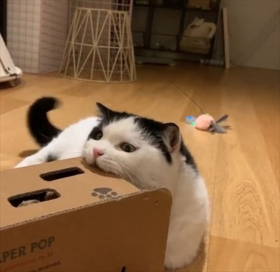 飛び出すオモチャで遊ぶ猫ちゃん