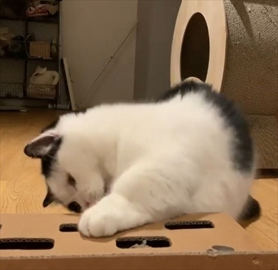 飛び出すオモチャで遊ぶ猫ちゃん