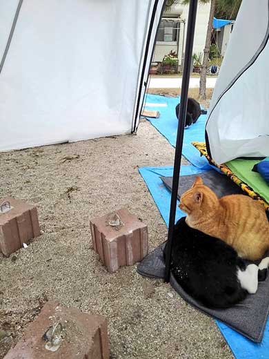 猫 キャンプ テント 返して 奪われる