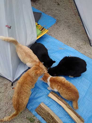 猫 キャンプ テント 返して 奪われる