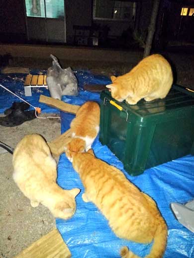 猫 キャンプ テント 返して 奪われる