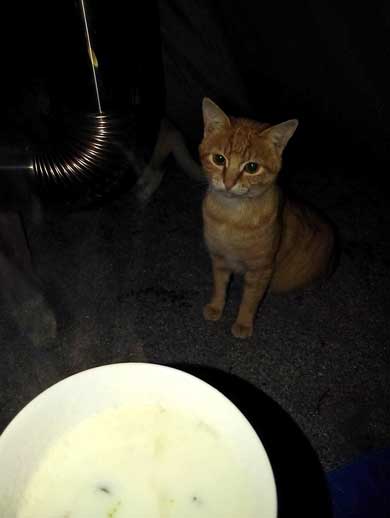 猫 キャンプ テント 返して 奪われる