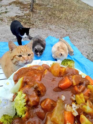 猫 キャンプ テント 返して 奪われる