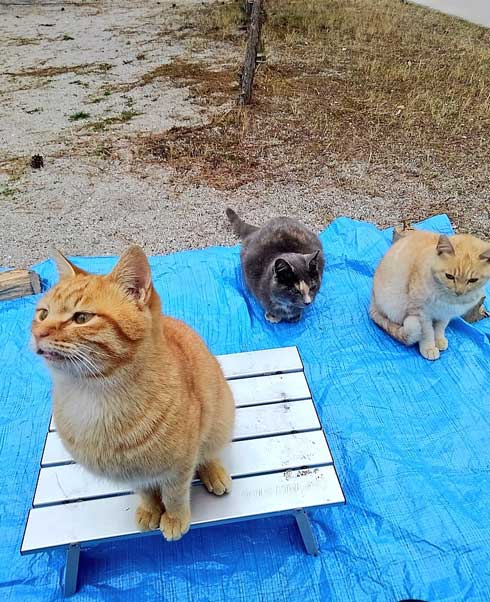 猫 キャンプ テント 返して 奪われる