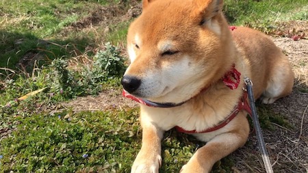 柴犬