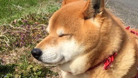 居眠り柴犬