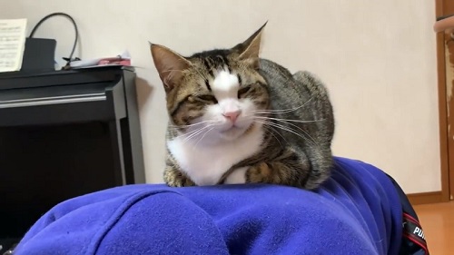 またうとうとするオデコさん