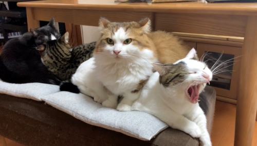 秀吉さんと豆大福さん