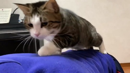 立ち上がるオデコさん