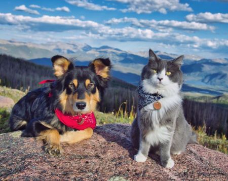 大自然とわんことにゃんこ