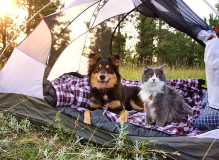 大自然とわんことにゃんこ