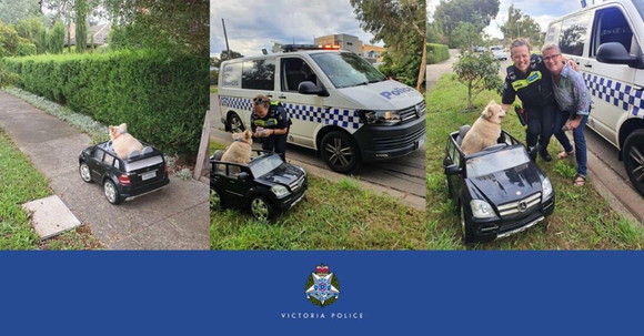 犬 ベンツ 逮捕