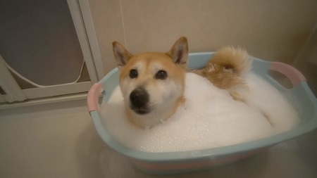 柴犬 小春 YouTube 泡 風呂 洗い方 足ぴーん