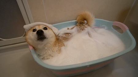 柴犬 小春 YouTube 泡 風呂 洗い方 足ぴーん