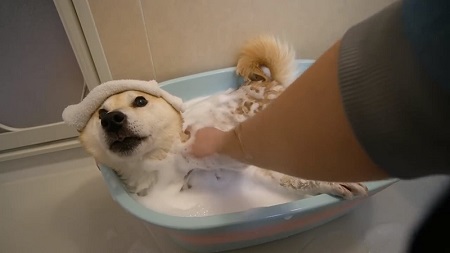 柴犬 小春 YouTube 泡 風呂 洗い方 足ぴーん