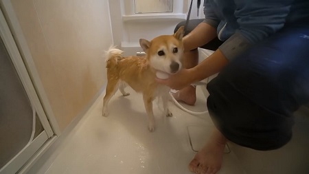 柴犬 小春 YouTube 泡 風呂 洗い方 足ぴーん